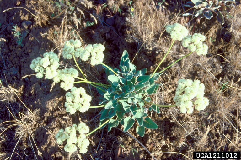 whole plant with flowers