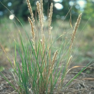 close-up of whole plant