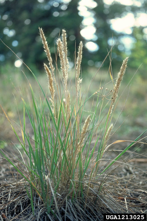 close-up of whole plant