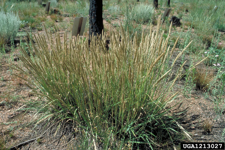 clump of prairie junegrass in flower