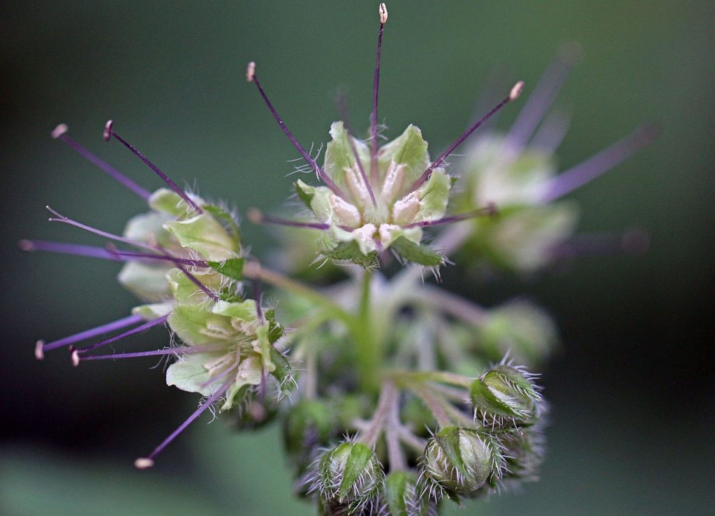 small white flowers of Pacific waterleaf