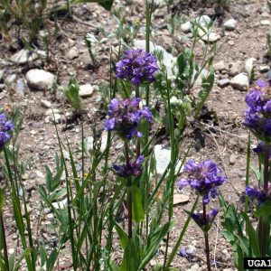 purple flower clusters atop reddish stems