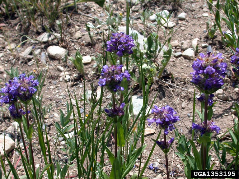 purple flower clusters atop reddish stems