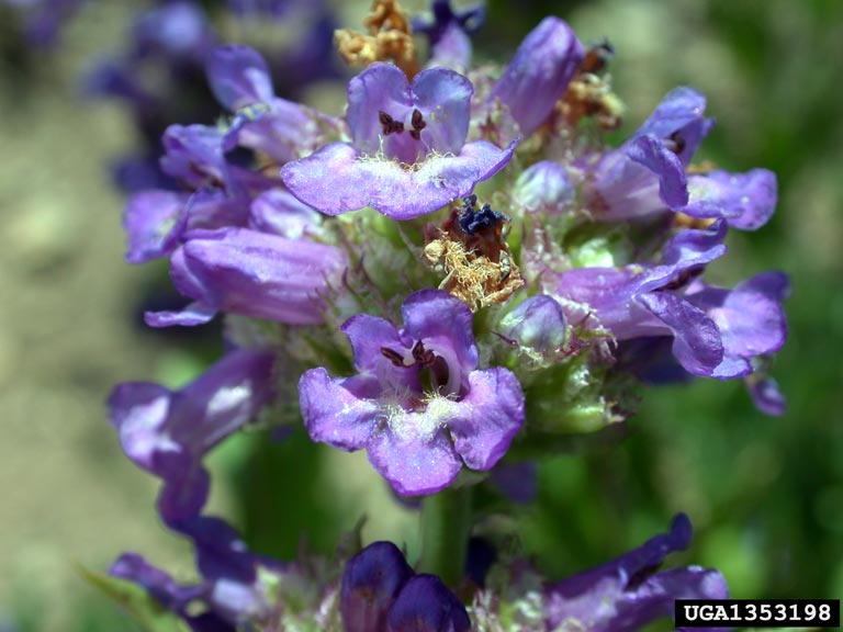 purple penstemon flowers