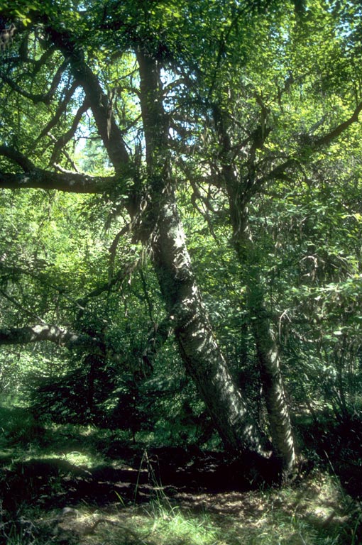 Washington state champion water birch tree in Umatilla National Forest big-tree program (23.7? diameter), showing the multi-stem growth habit; Tucan¬non River, Pomeroy Ranger District, southeastern Washington