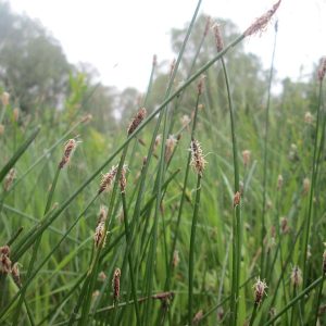 spikerush plants - stems and inflorescences