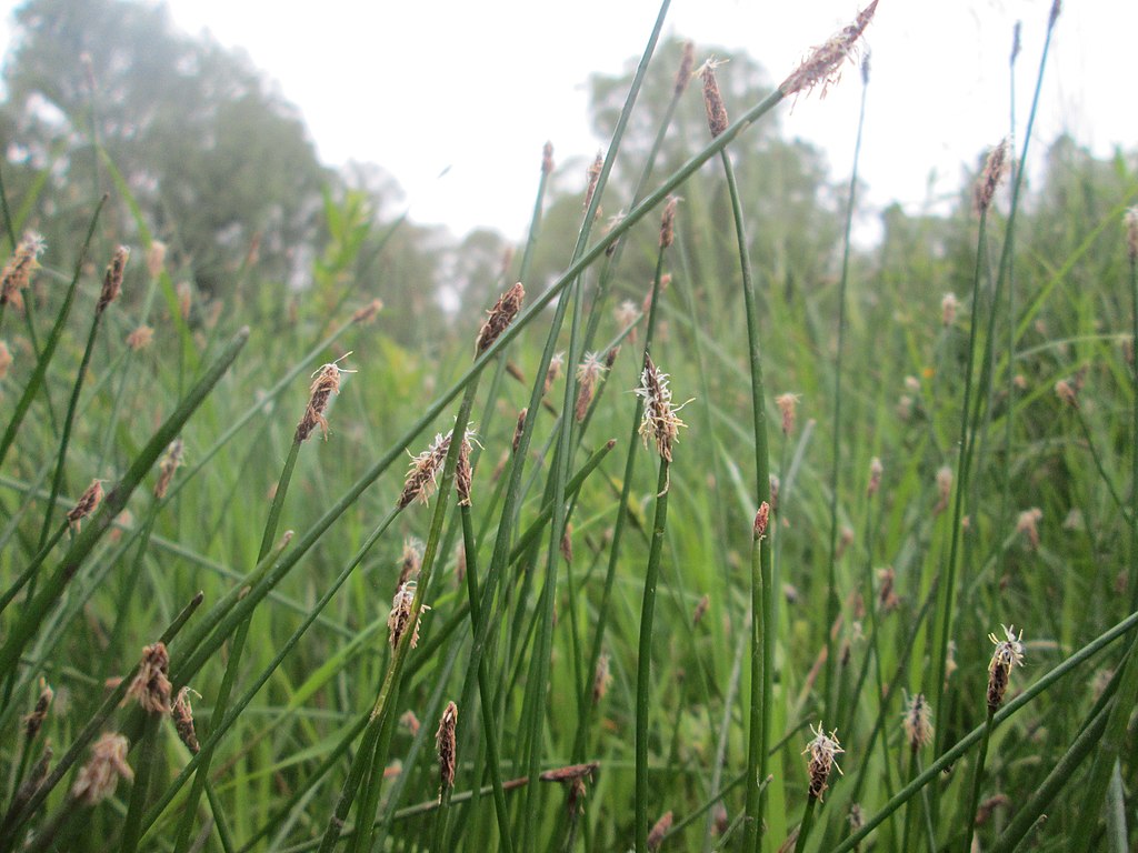 spikerush plants - stems and inflorescences