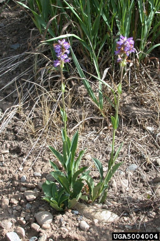 whole plant with basal leaves and purple flowers atop stem