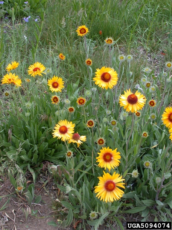 a patch of yellow, brown-centered blanket flowers