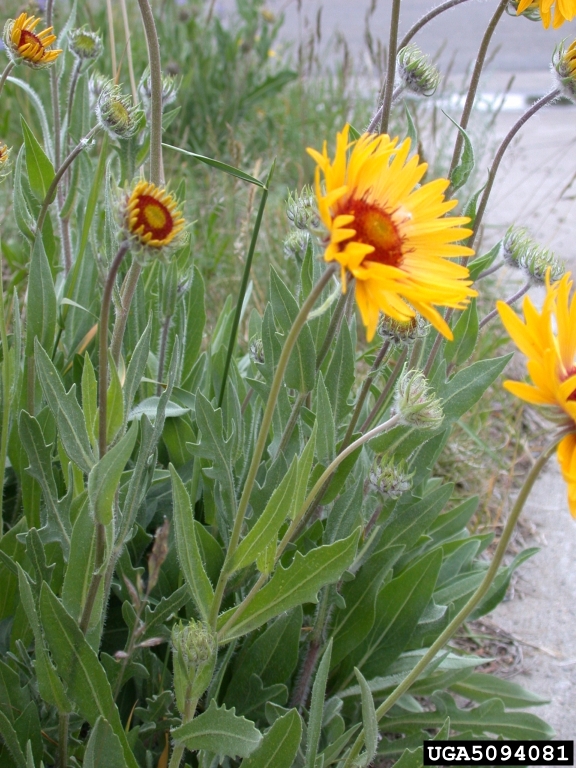 sunflower flowers and lance shaped leaves