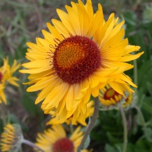 sunflower family yellow flower with brown center