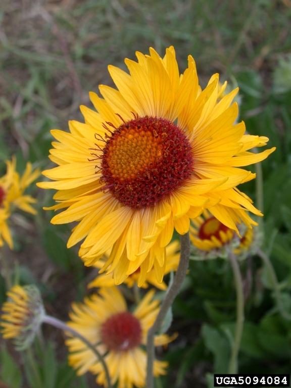 sunflower family yellow flower with brown center