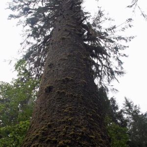 Very old and large Sitka Spruce