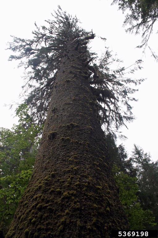 Very old and large Sitka Spruce