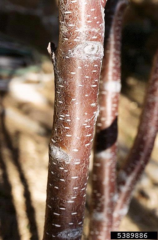 reddish shiny bark of water birch