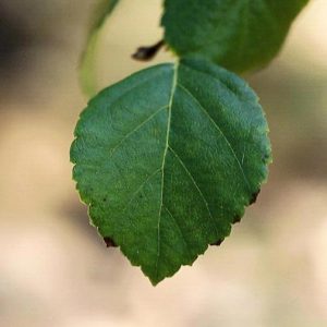 water birch leaf - serrate edge