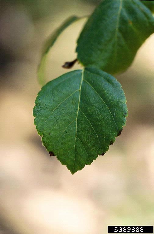 water birch leaf - serrate edge