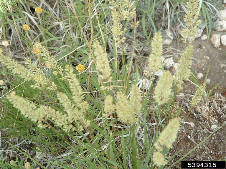 Yellowy green fluffy looking inflorescence spikes