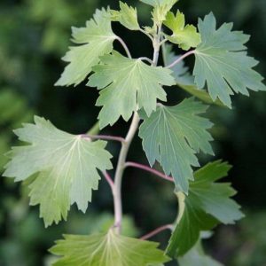 palmate golden currant leaves