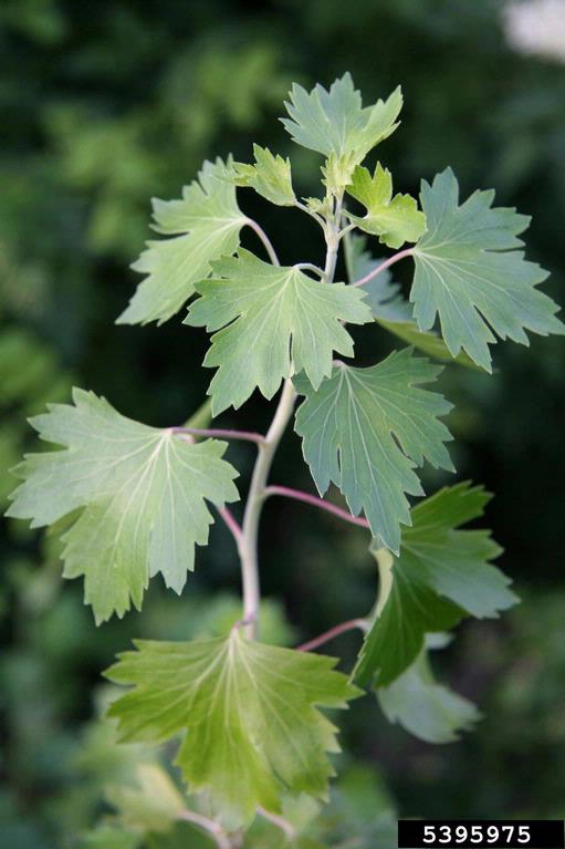 palmate golden currant leaves