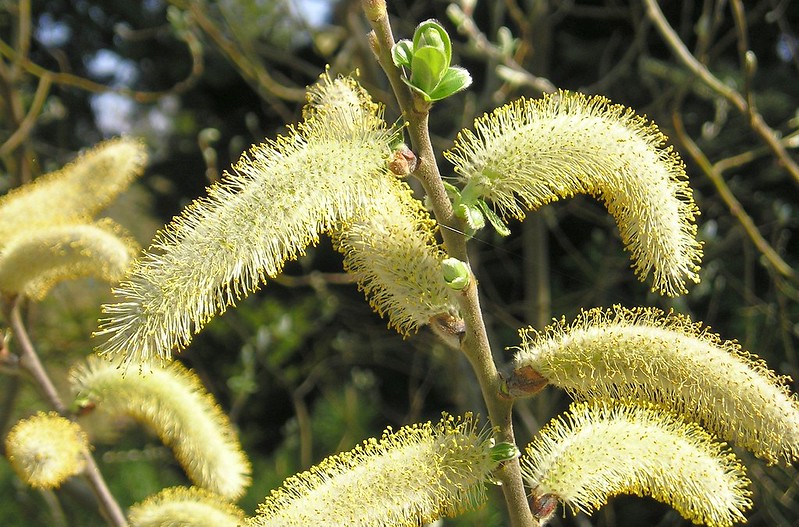 catkins