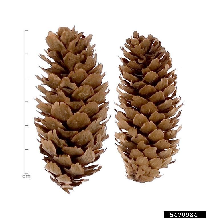 sitka spruce cones