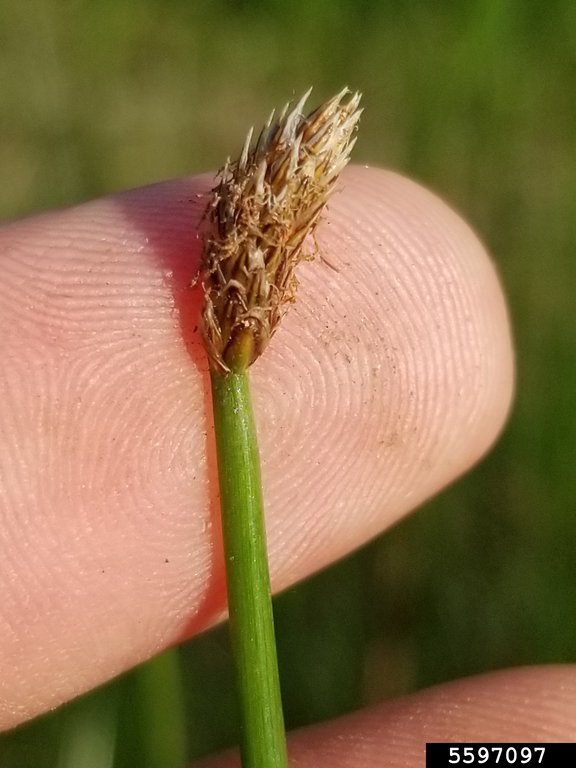 spikerush inflorescence