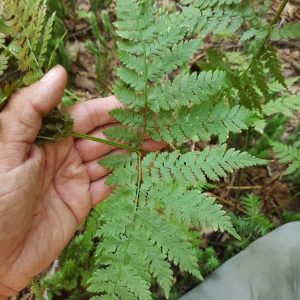 northern wood fern foliage