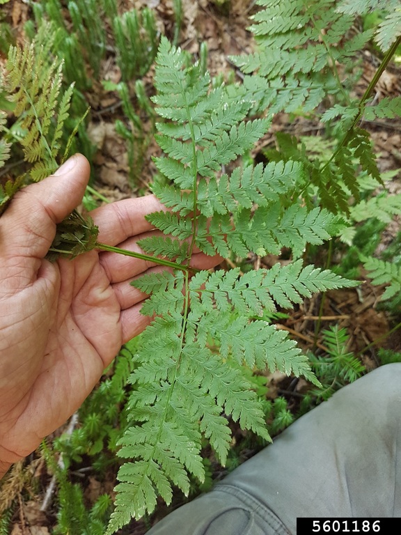 northern wood fern foliage