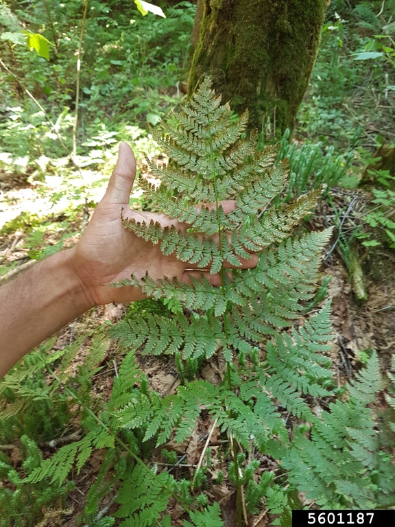 large fern frond