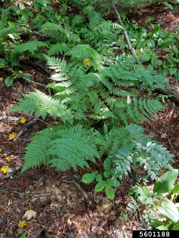 whole fern