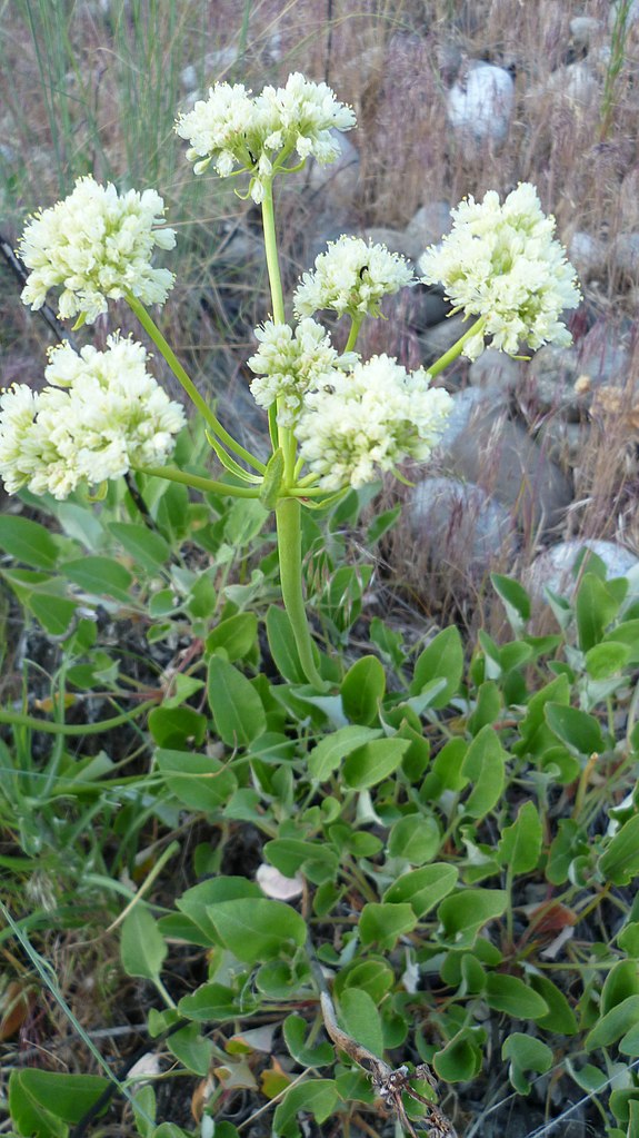 Eriogonum compositum near the Columbia River, East Wenatchee Douglas County Washington