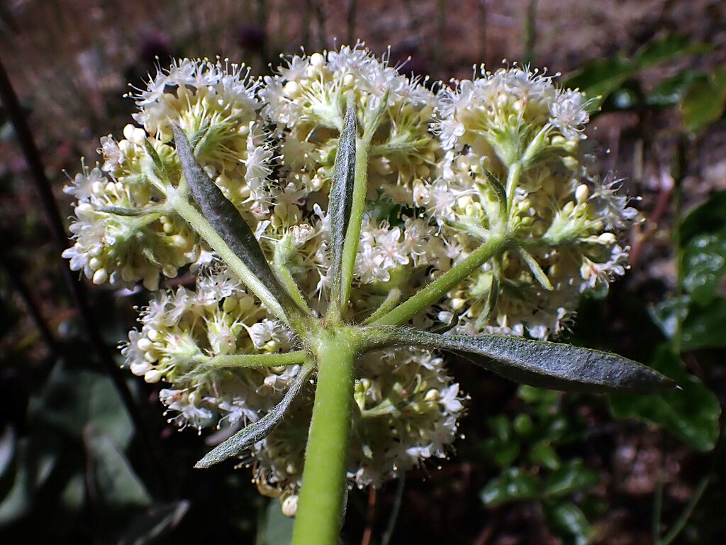 Arrowleaf buckwheat (Eriogonum compositum) underside of umbel, as observed in Klamath National Forest, California, USA