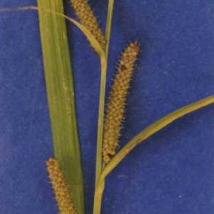 a specimen showing leaf and inflorescence