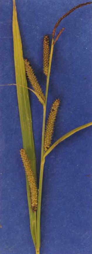 a specimen showing leaf and inflorescence