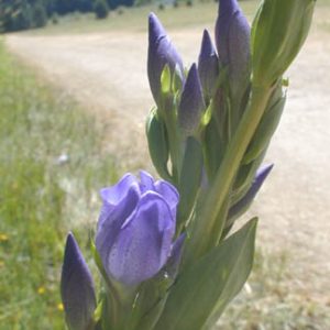 purple flowers