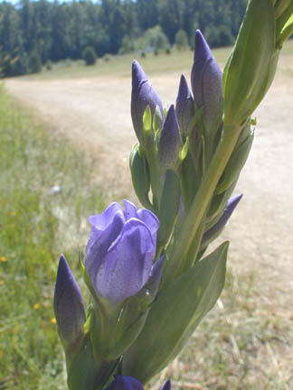 purple flowers