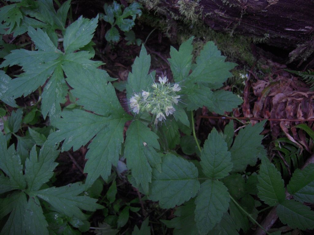 leaves and flower of waterleaf