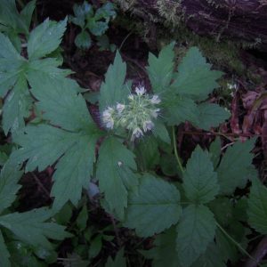 leaves and flower of waterleaf