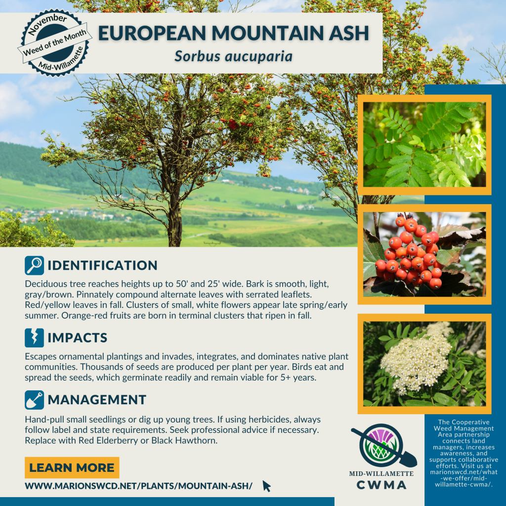 square version of the European mountain ash flyer. 