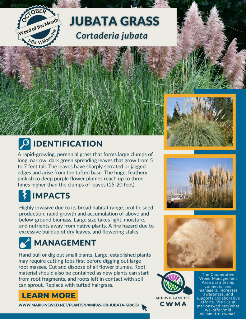 an 8.4x11 flyer for Jubata grass with several images and text describing the identification, impacts and management practices.