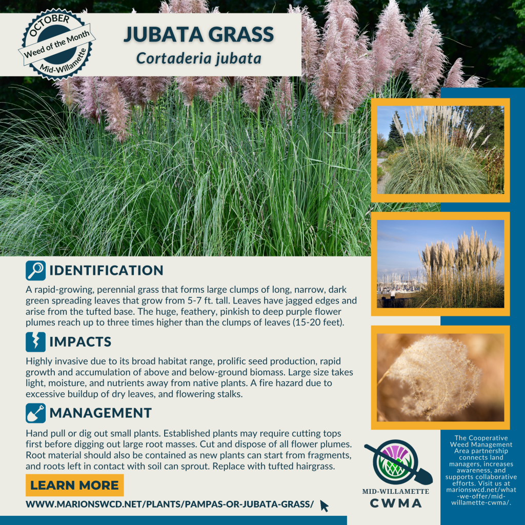 a square graphic for Jubata grass with several images and text describing the identification, impacts and management practices.