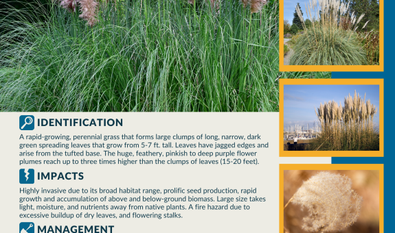 a square graphic for Jubata grass with several images and text describing the identification, impacts and management practices.