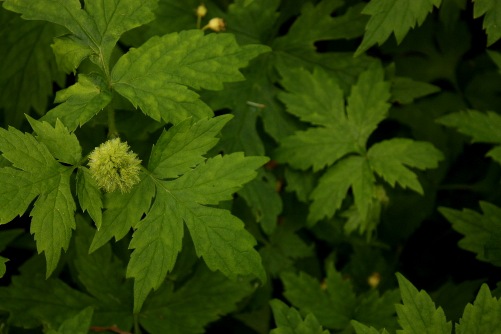 leaves and flower bud of Pacific waterleaf