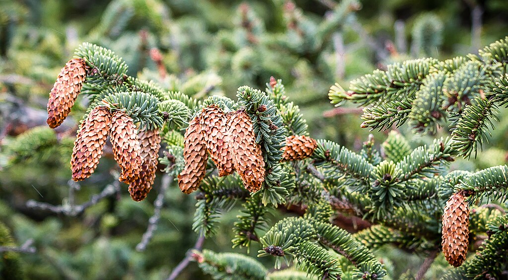 needles and cones of sitka spruce