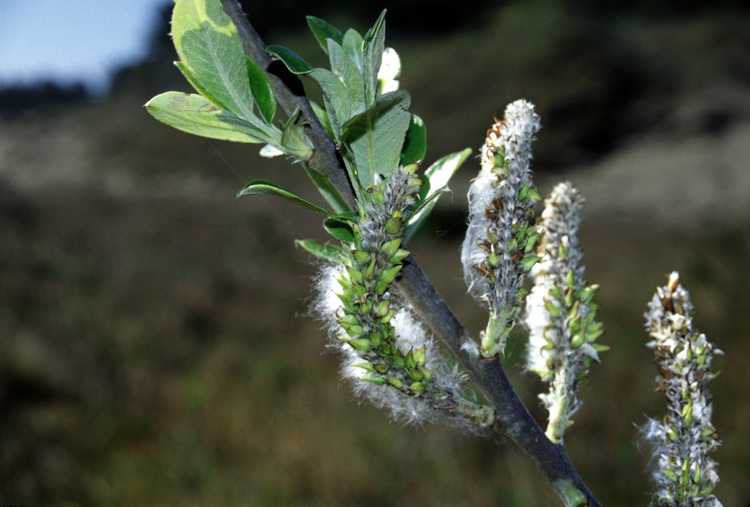 catkins and new leaves