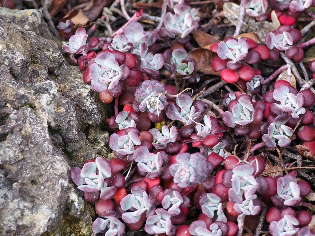 rosette like succulent foliage with red outer leaves