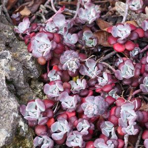 rosette like succulent foliage with red outer leaves