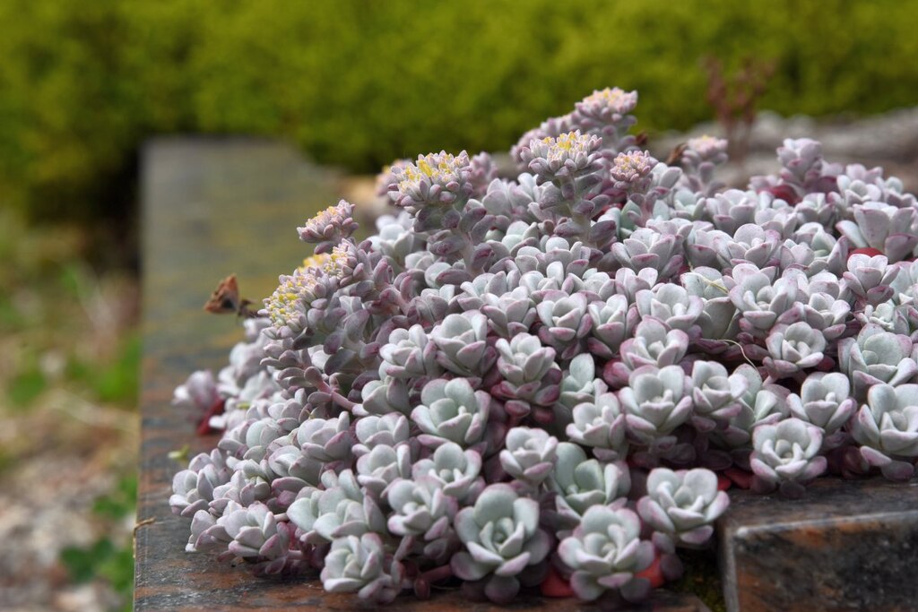 sedum succulent foliage in a clump