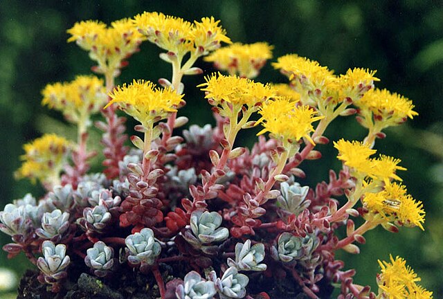 yellow flowers rise up on stems from rosettes of succulent pale green foliage